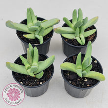 Load image into Gallery viewer, Cheiridopsis purpurea - John & Norma's Succulents