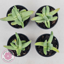 Load image into Gallery viewer, Cheiridopsis purpurea - John & Norma's Succulents