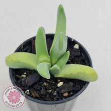 Load image into Gallery viewer, Cheiridopsis purpurea - John & Norma's Succulents