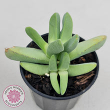 Load image into Gallery viewer, Cheiridopsis purpurea - John & Norma's Succulents