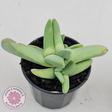 Load image into Gallery viewer, Cheiridopsis purpurea - John & Norma's Succulents