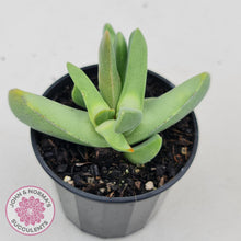 Load image into Gallery viewer, Cheiridopsis purpurea - John & Norma's Succulents