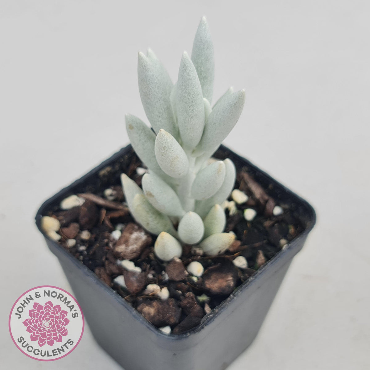 Senecio Haworthii 'Cocoon Plant'