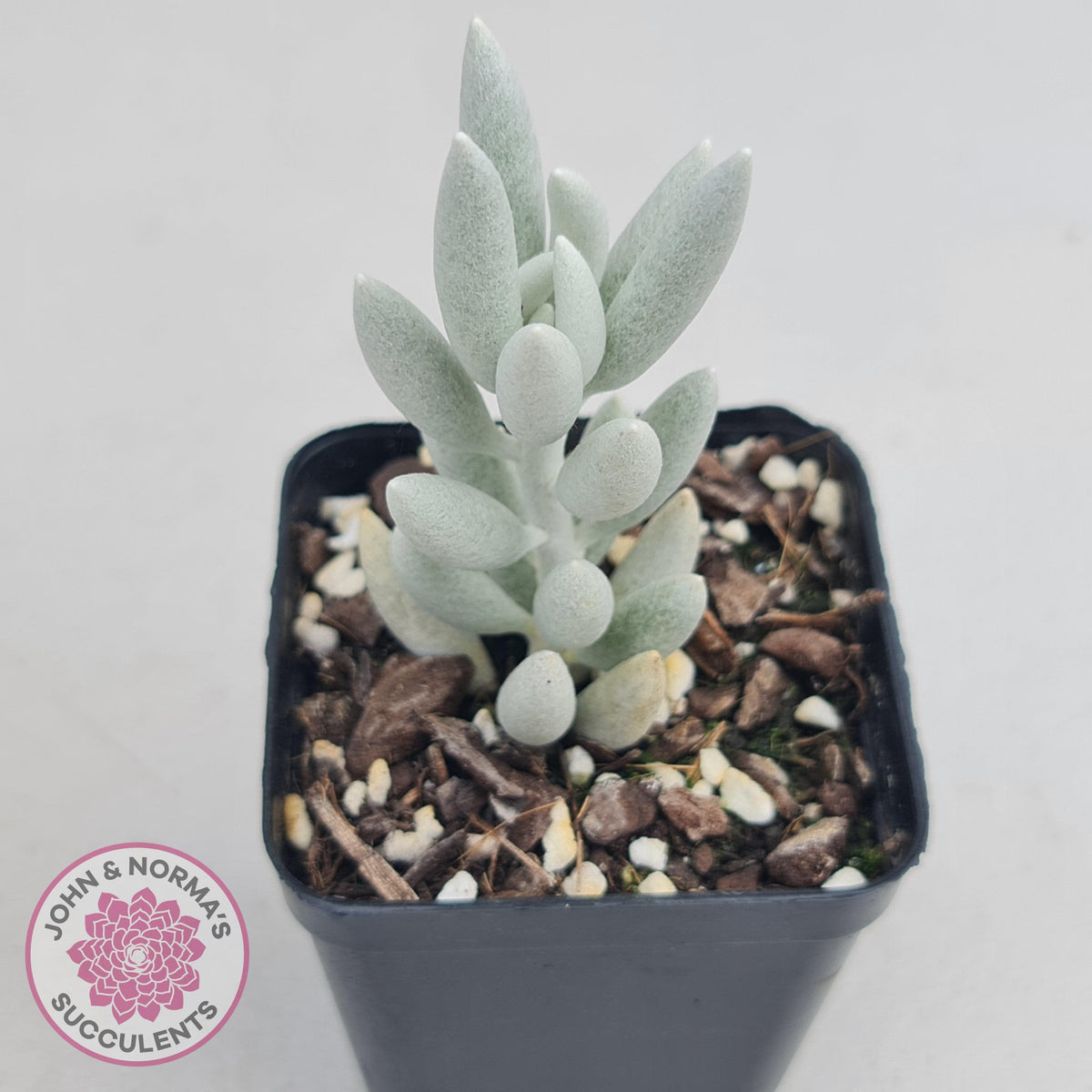 Senecio Haworthii 'Cocoon Plant'
