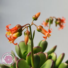Load image into Gallery viewer, Cotyledon sp. Fat Leaf Form