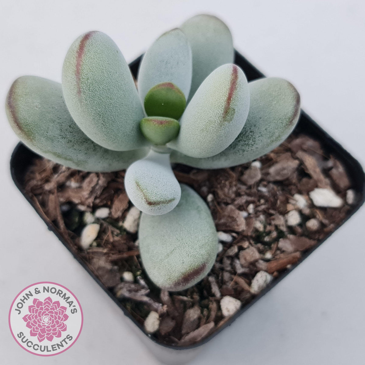 Cotyledon Oophylla - Asian Round Form