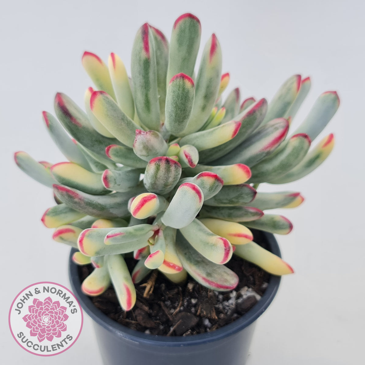Cotyledon Orbiculata Long Leaf Variegated - 100mm XL