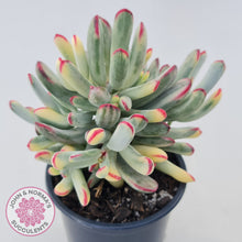 Load image into Gallery viewer, Cotyledon Orbiculata Long Leaf Variegated - 100mm XL