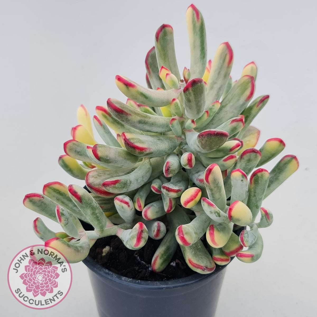 Cotyledon Orbiculata Long Leaf Variegated - 100mm XL