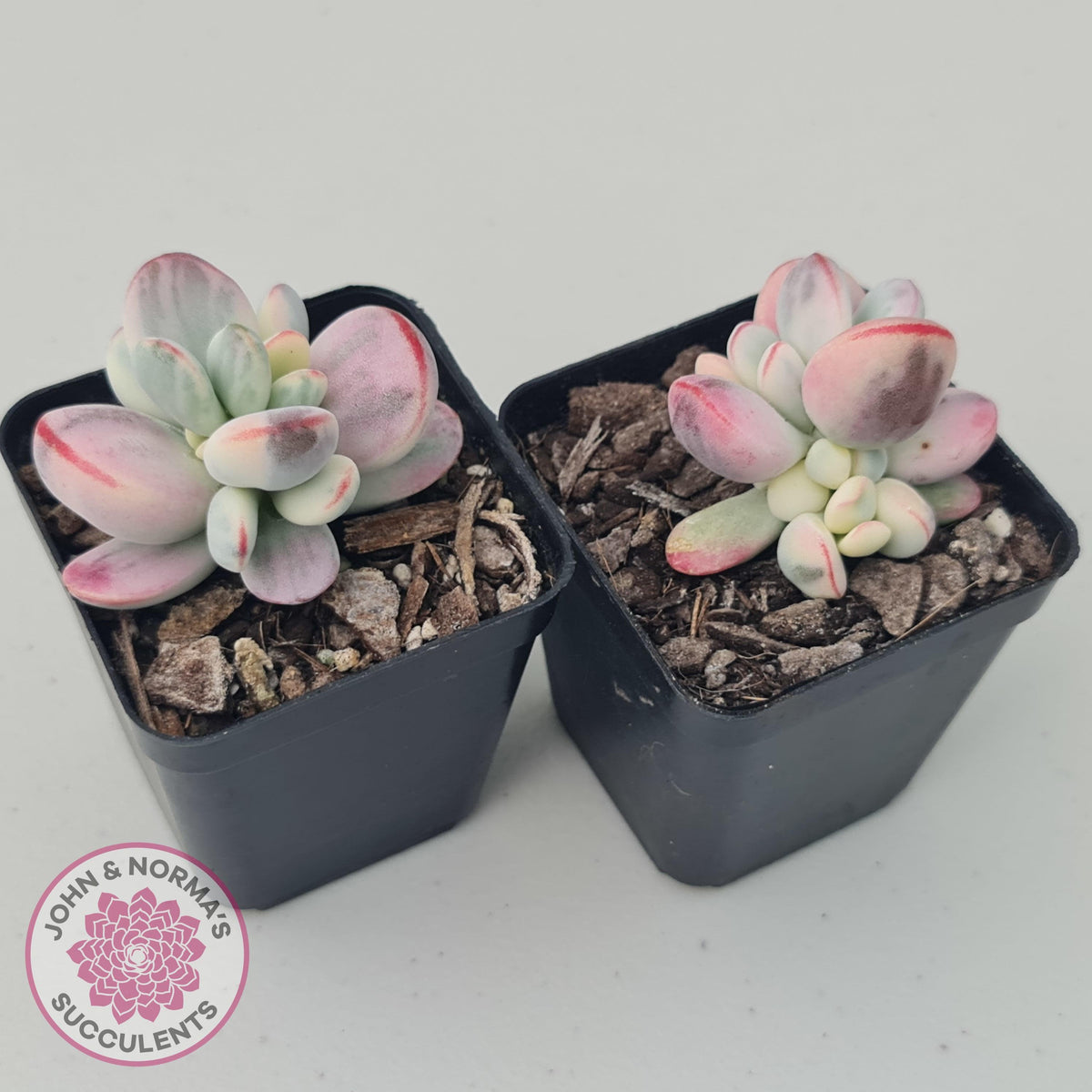 Cotyledon Orbiculata cv. Short Round Leaf Variegated