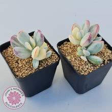 Load image into Gallery viewer, Cotyledon Orbiculata cv. Short Round Leaf Variegated
