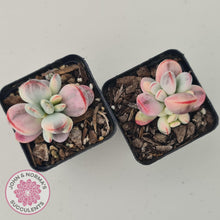 Load image into Gallery viewer, Cotyledon Orbiculata cv. Short Round Leaf Variegated - John & Norma's Succulents