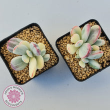 Load image into Gallery viewer, Cotyledon Orbiculata cv. Short Round Leaf Variegated