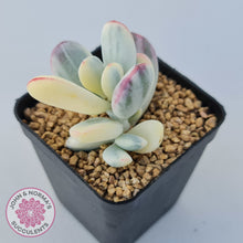 Load image into Gallery viewer, Cotyledon Orbiculata cv. Short Round Leaf Variegated