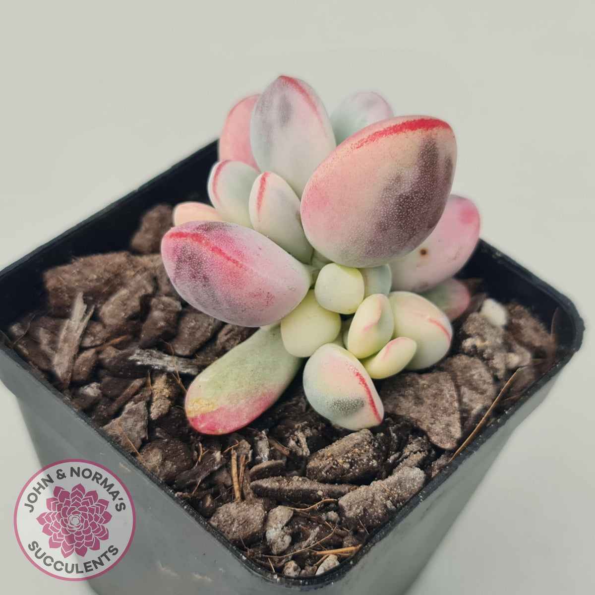 Cotyledon Orbiculata cv. Short Round Leaf Variegated