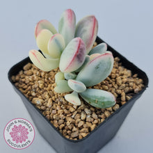 Load image into Gallery viewer, Cotyledon Orbiculata cv. Short Round Leaf Variegated