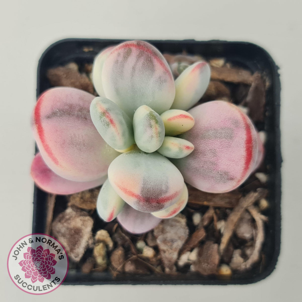 Cotyledon Orbiculata cv. Short Round Leaf Variegated