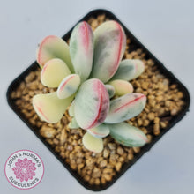 Load image into Gallery viewer, Cotyledon Orbiculata cv. Short Round Leaf Variegated