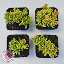 Load image into Gallery viewer, Cotyledon Papillaris 'String Form'