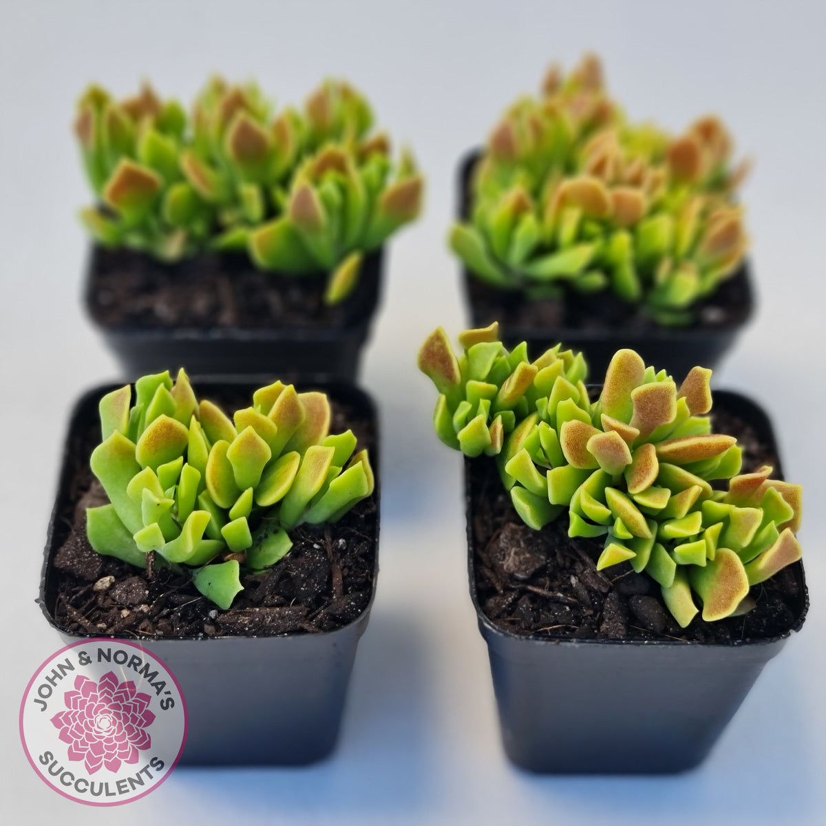 Cotyledon Papillaris 'String Form'