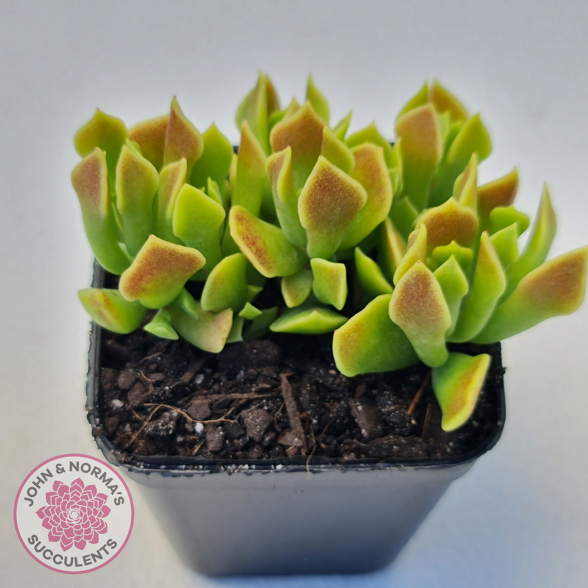 Cotyledon Papillaris 'String Form'