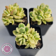 Load image into Gallery viewer, Cotyledon Tomentosa 'Bears Paw' White Variegated - John & Norma's Succulents