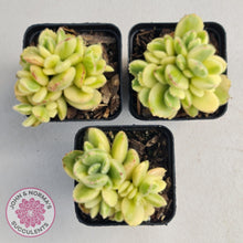 Load image into Gallery viewer, Cotyledon Tomentosa 'Bears Paw' White Variegated - John & Norma's Succulents