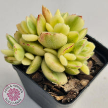 Load image into Gallery viewer, Cotyledon Tomentosa 'Bears Paw' White Variegated - John & Norma's Succulents