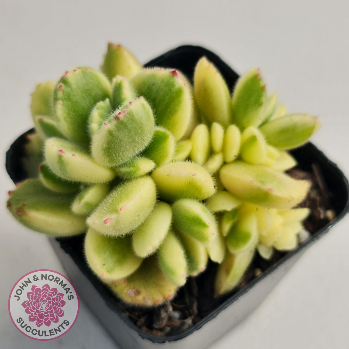 Cotyledon tomentosa 'Bears Paw' White Variegated