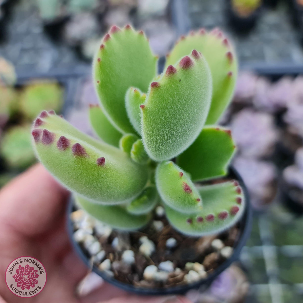 Cotyledon tomentosa 'Bears Paw'