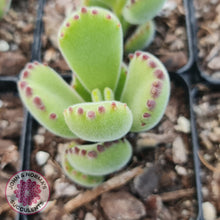 Load image into Gallery viewer, Cotyledon tomentosa 'Bears Paw'