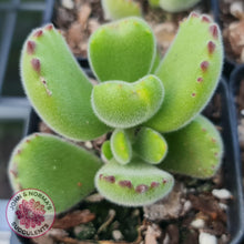 Load image into Gallery viewer, Cotyledon tomentosa 'Bears Paw'