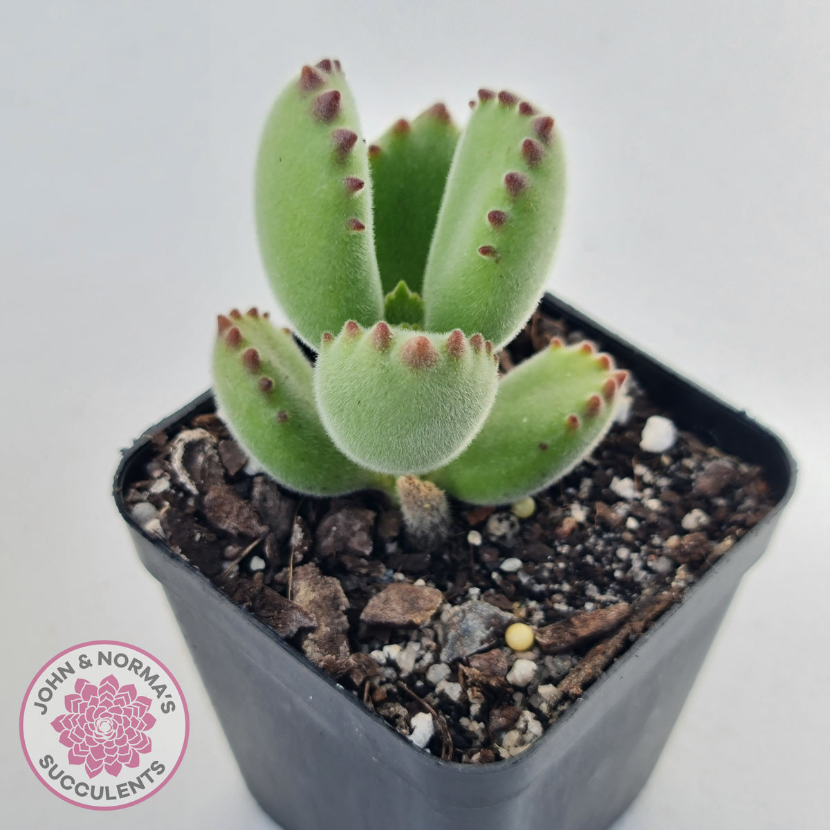 Cotyledon tomentosa 'Bears Paw'