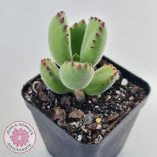 Load image into Gallery viewer, Cotyledon Tomentosa Bears Paw plant for sale