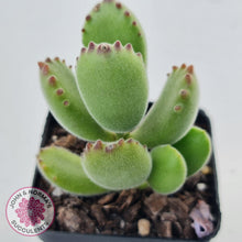 Load image into Gallery viewer, Cotyledon Tomentosa Bears Paw plant for sale