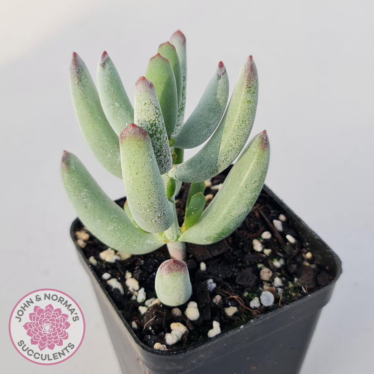 Cotyledon orbiculata var. Oophylla (minima)