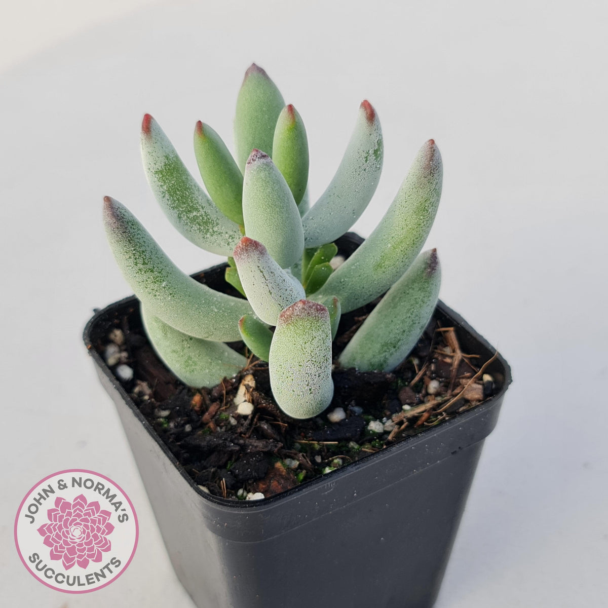 Cotyledon orbiculata var. Oophylla (minima)