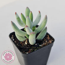 Load image into Gallery viewer, Cotyledon orbiculata var. Oophylla (minima) - John & Norma's Succulents