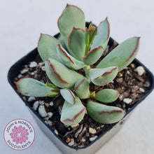 Load image into Gallery viewer, Cotyledon Choco Line - John & Norma's Succulents