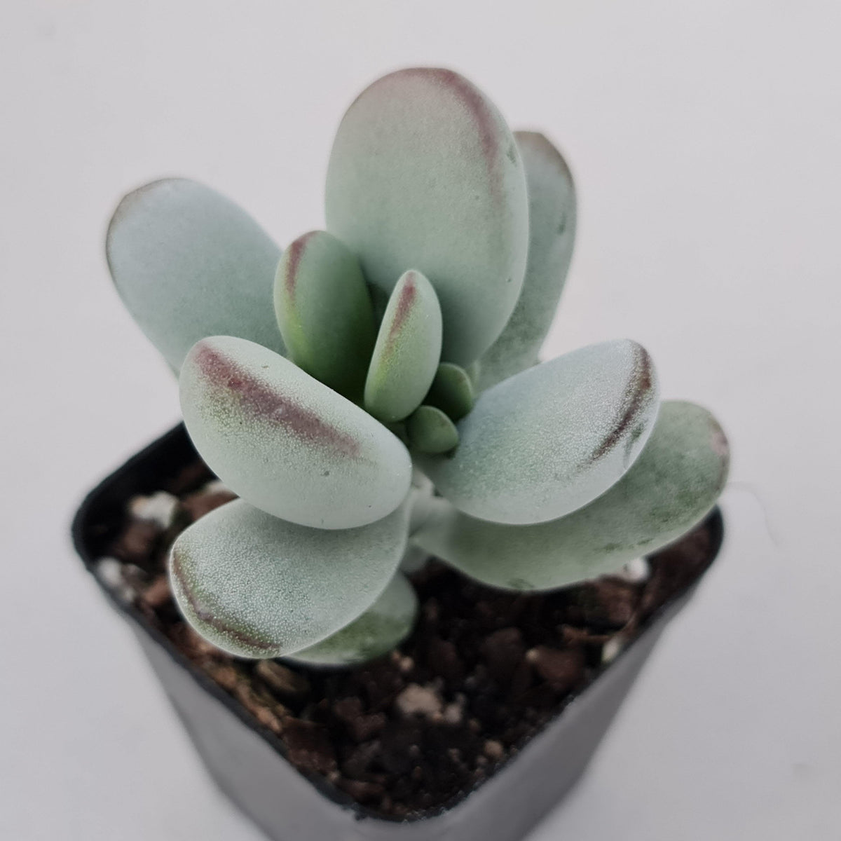 Cotyledon Oophylla - Asian Round Form