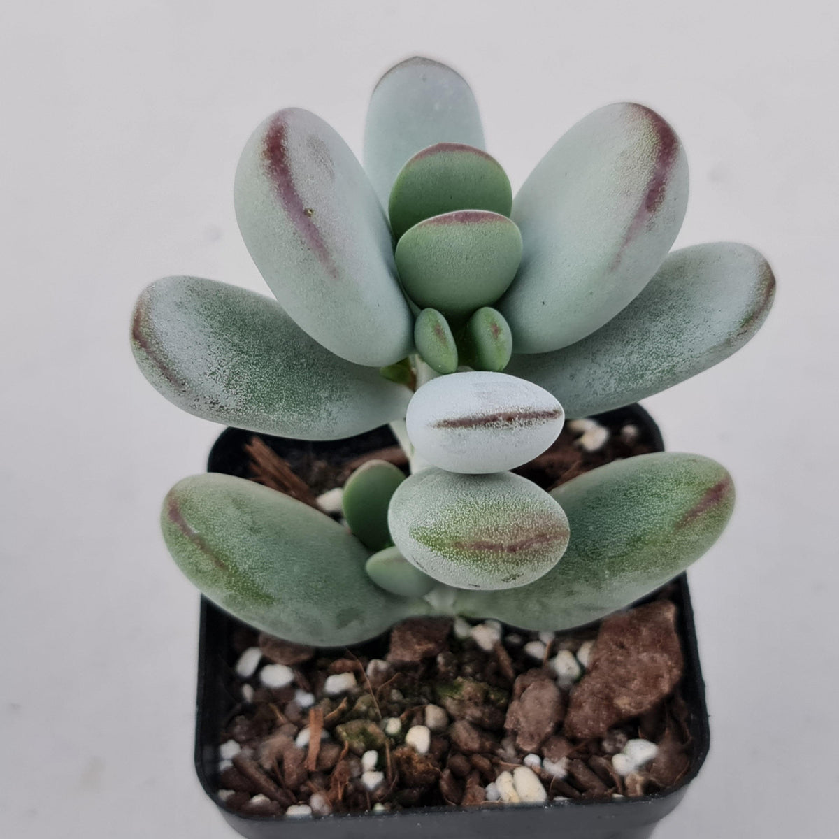 Cotyledon Oophylla - Asian Round Form