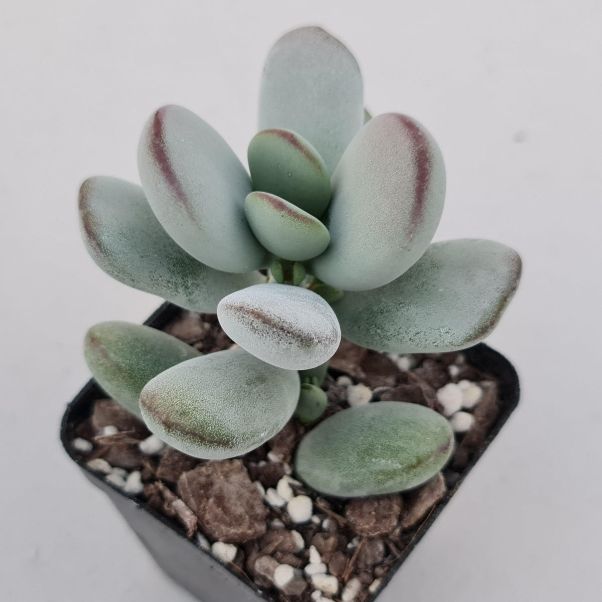 Cotyledon Oophylla - Asian Round Form
