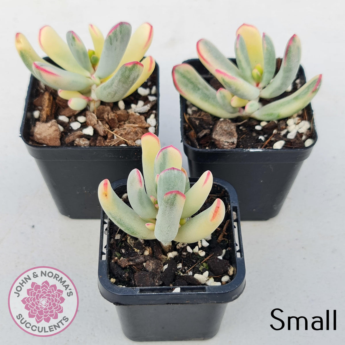 Cotyledon Orbiculata Long Leaf Variegated
