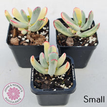 Load image into Gallery viewer, Cotyledon Orbiculata Long Leaf Variegated - John & Norma's Succulents