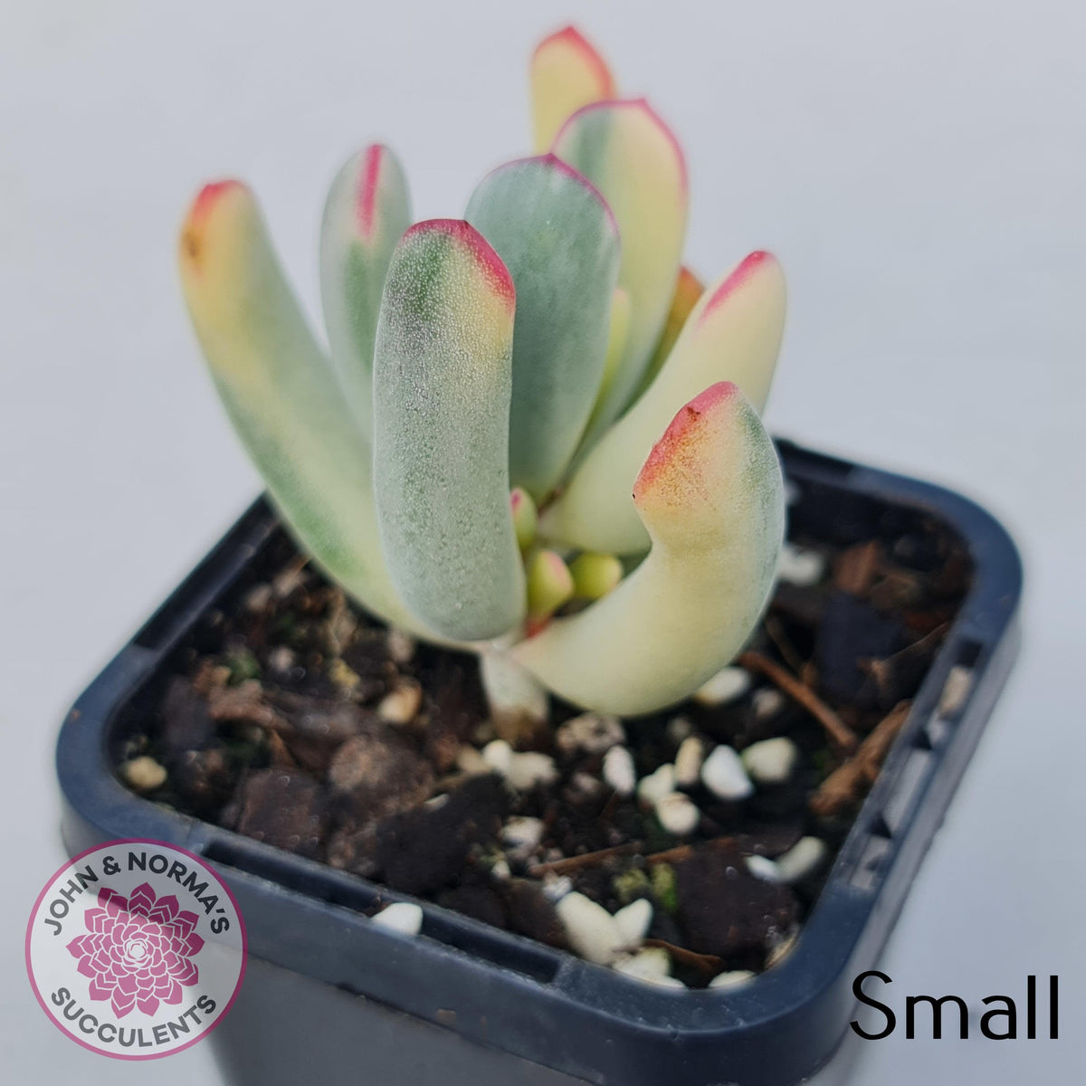Cotyledon Orbiculata Long Leaf Variegated