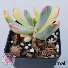Load image into Gallery viewer, Cotyledon Orbiculata Long Leaf Variegated - John & Norma's Succulents