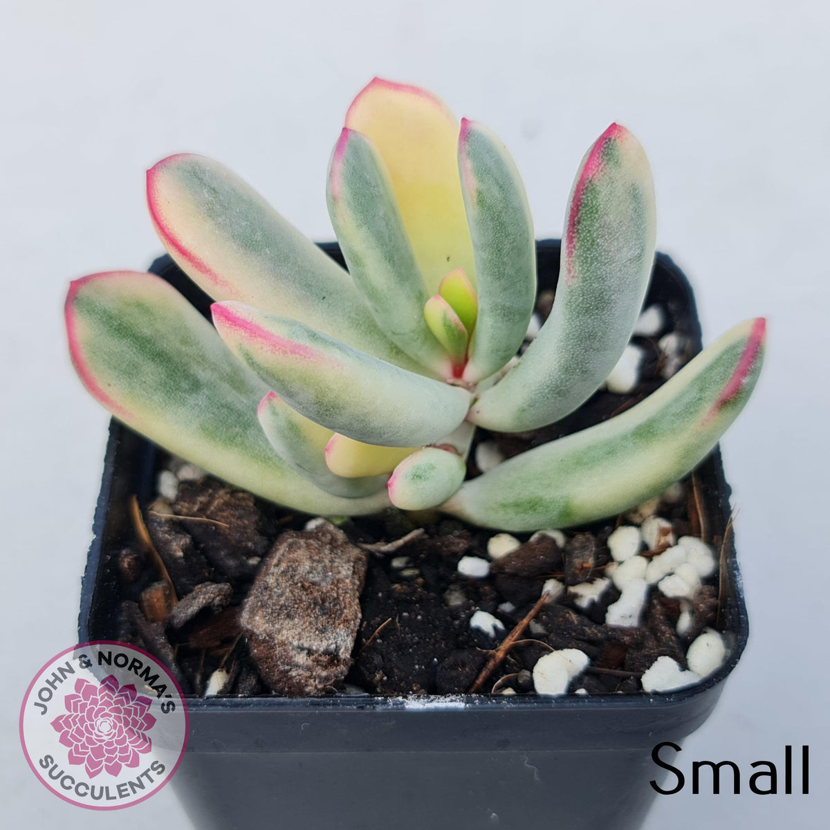 Cotyledon Orbiculata Long Leaf Variegated