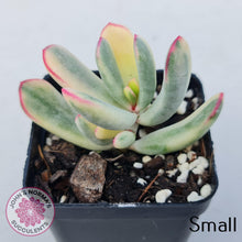Load image into Gallery viewer, Cotyledon Orbiculata Long Leaf Variegated - John & Norma's Succulents