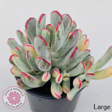 Load image into Gallery viewer, Cotyledon Orbiculata Long Leaf Variegated