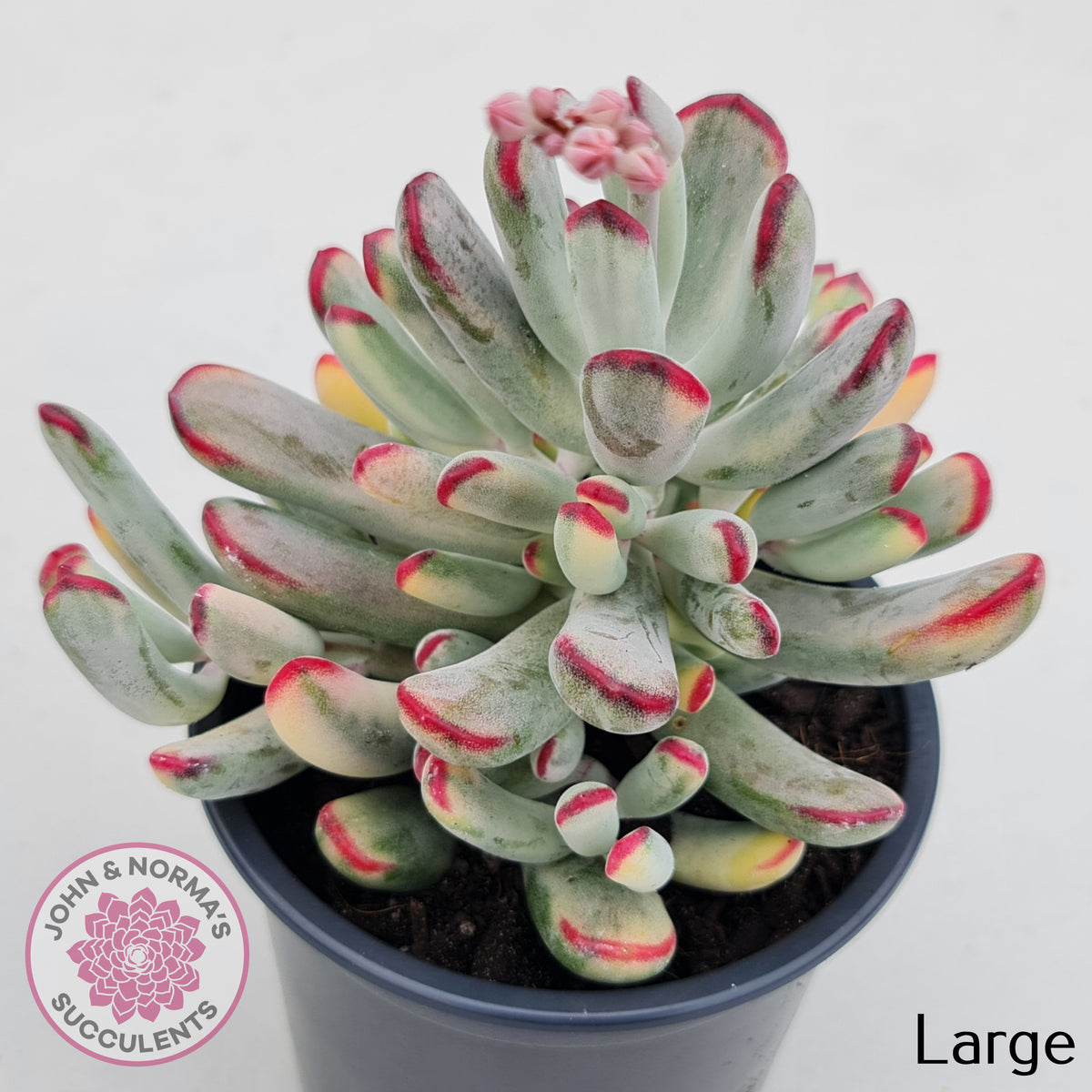 Cotyledon Orbiculata Long Leaf Variegated